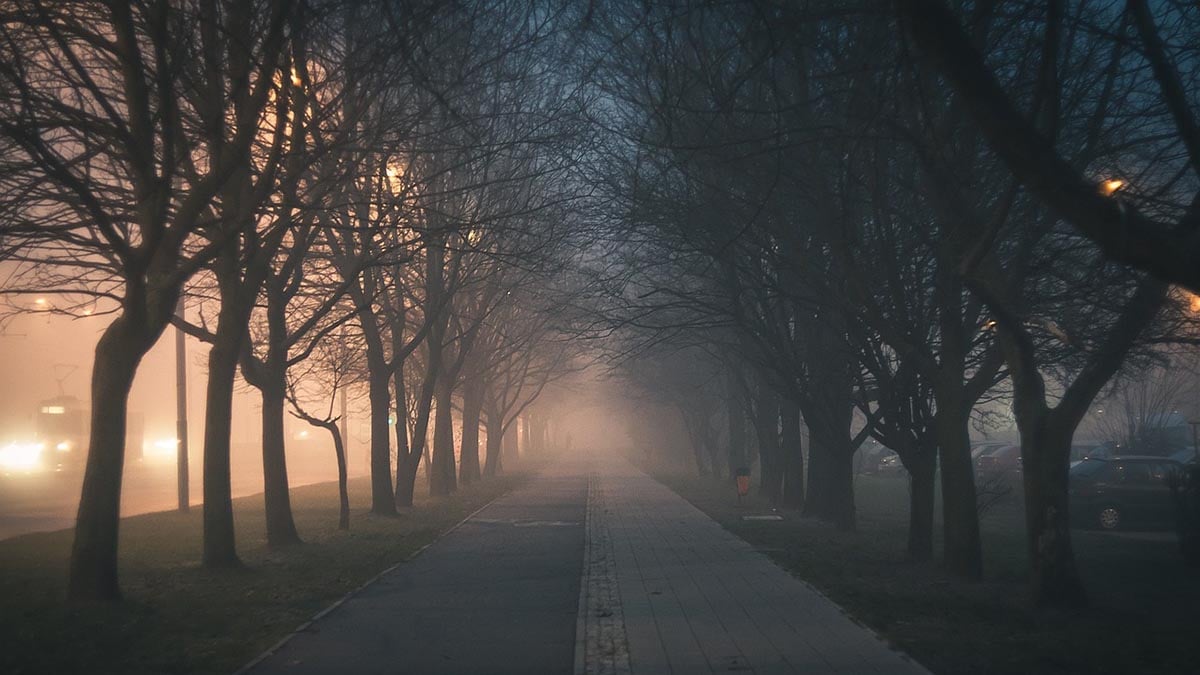 Trees: An essential part of our urban infrastructure